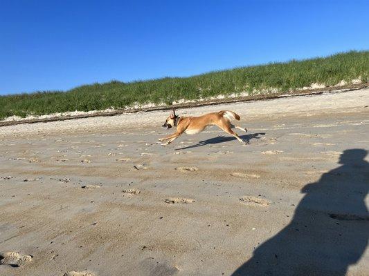 Beach day training session.