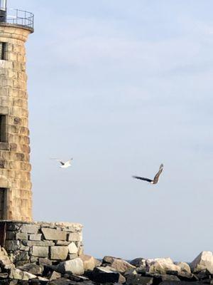 Bald eagle and seagull circling the lighthouse