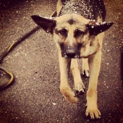 Bear playing in the snow. LeAnna always sends the best photos of her throughout the day.