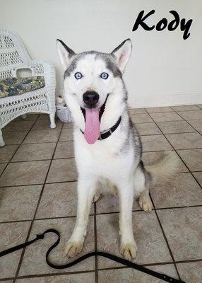 Kody is a sweet, chill, 10 year old Siberian Husky available for adoption.