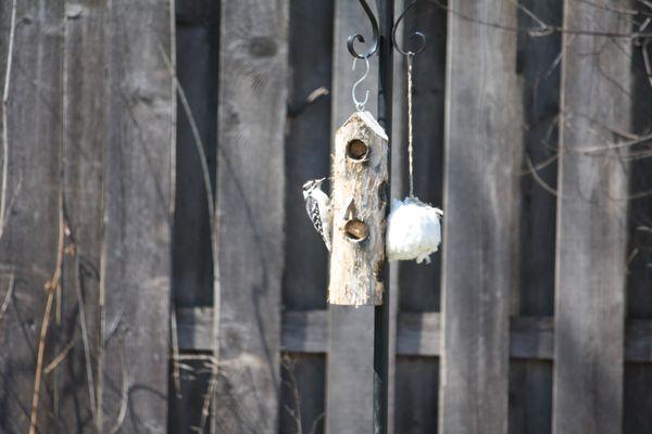 Downy woodpecker enjoying suet from my suet log from The Wildbird Shack. Suet and pole also from The Wildbird Shack.