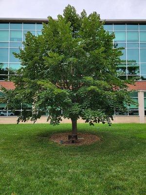 Sterling silver linden, East side of Student Services Building.