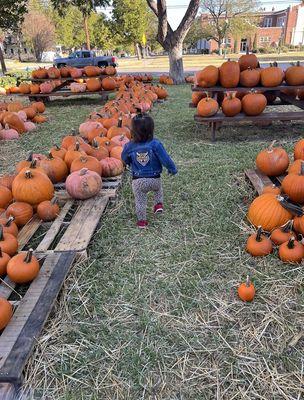 Their yearly pumpkin patch