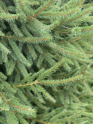 Balsam Fir, one of the four types of trees grown at the farm.