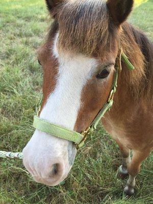 Miniature pony Bucky Wayne loves to be petted and brushed.