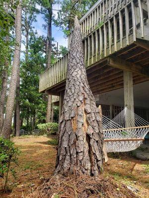 Tree damage from hurricane