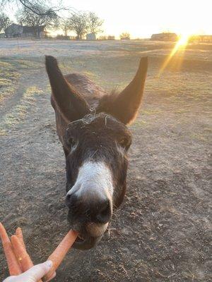 My buddy rocky he my drop in on the farm