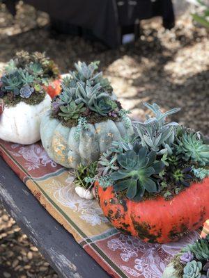 Pumpkin centerpieces