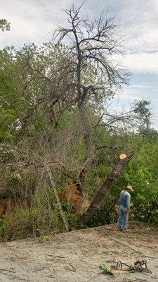 Tree removal