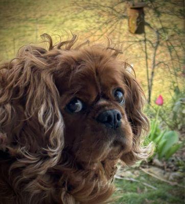 Birdie the Cavalier