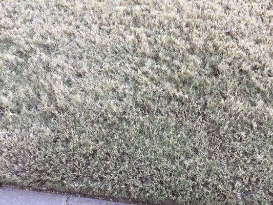 This photo is from a School adjacent to one side of my HOA.  This is how grass is supposed to look like in winter.