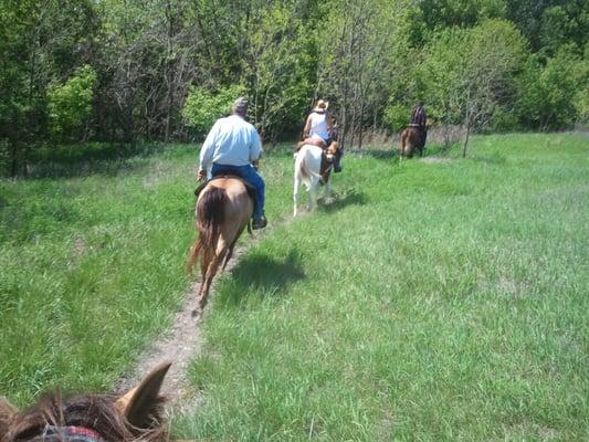 Fox trotting on the trail ride