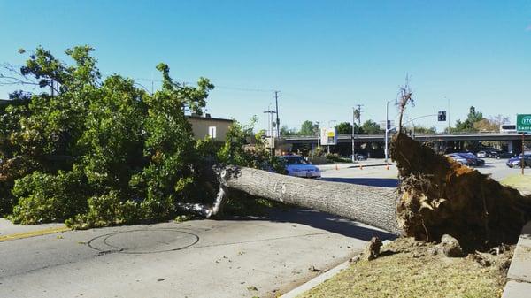 this is the 60 feet tree