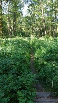 Trail on Scout Island