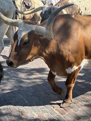 Longhorn!