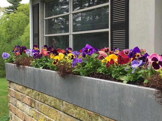 Spring pansies