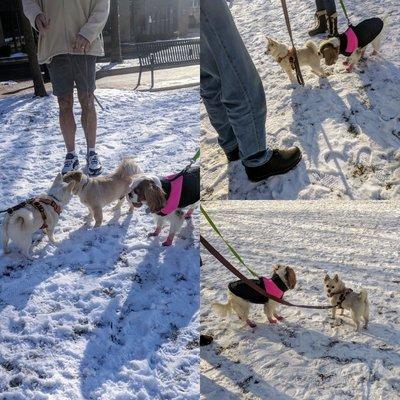 Dogs meeting dogs on leash is part of #dOgbedience's socialization and behavior training regimen. #rtc #leashreactivity