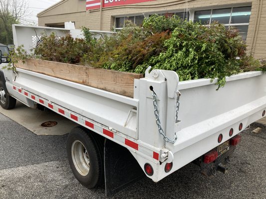 Beast Stump Grinding Shrub removal Rototilling