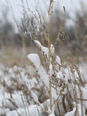 Cherry Creek State Park