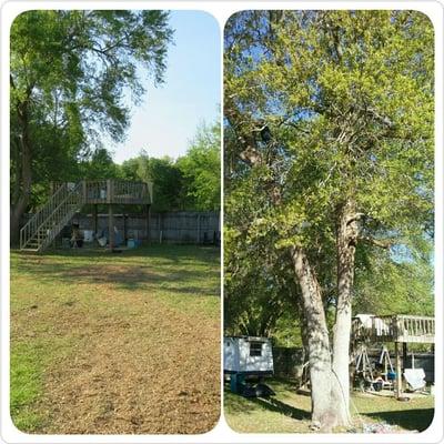 Before and after oak tree removal