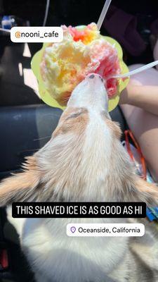 This place is lit! The shave iced is just as good as Oahu. Might even be fluffier.