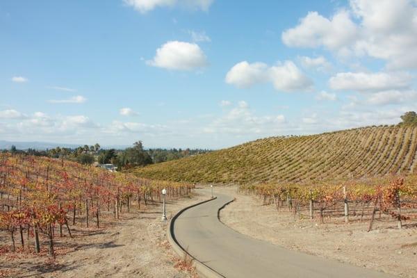 Walk thru our Vineyards