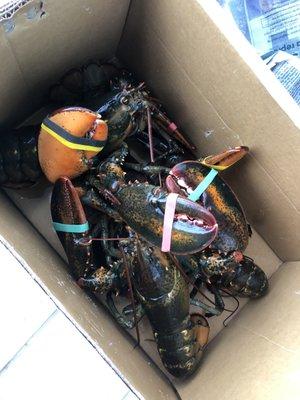 Box of 4 1.5-1.75 lobsters