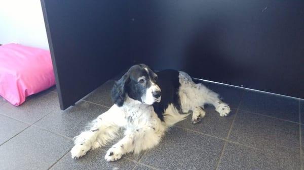 Dakota the English Springer Spaniel senior pet relaxing after his groom with Ms. Mary in the salon May 19, 2016