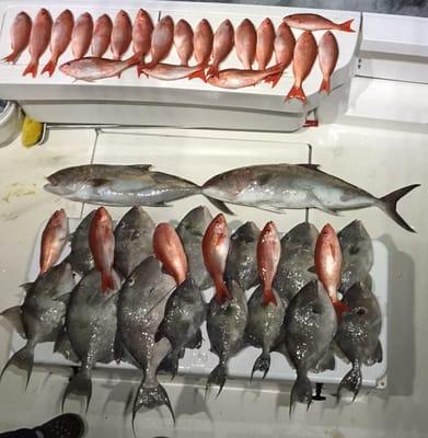 1/31/16 a full day trip catching triggerfish amberjack and snapper!!