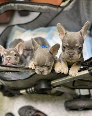 French bulldog puppies