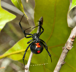 Black Widows one of the most venomous spiders. Call us we have the tools and expertise to safely remove.