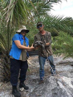 The tree farm was being harvested, and we were called in to safely relocate the tortoises.