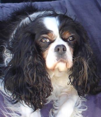 Minnie, a wonderful Cavalier King Charles Spaniel owned by staff member, Jessica.