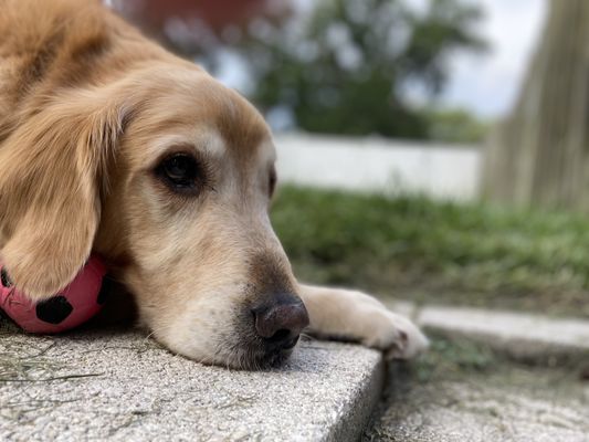 Saling's Obedience School