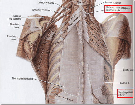 Rolfing treats the fascia or connective tissue of the body.  Adhesions in the fascia are the cause of most pain and restrictions in the body