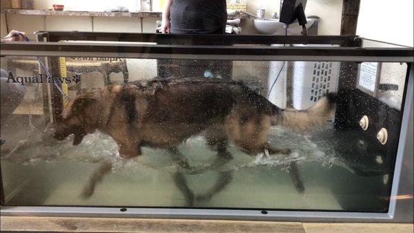 underwater treadmill is an excellent low impact exercise. The warm water also helps dogs muscles loosen up.