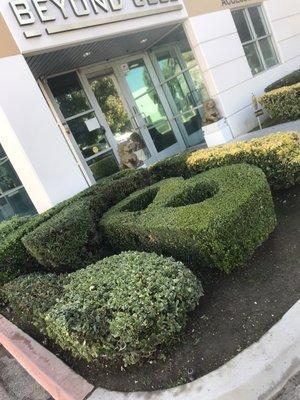 Hedge trimming