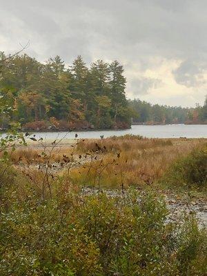 The Loon Center & Markus Wildlife Sanctuary