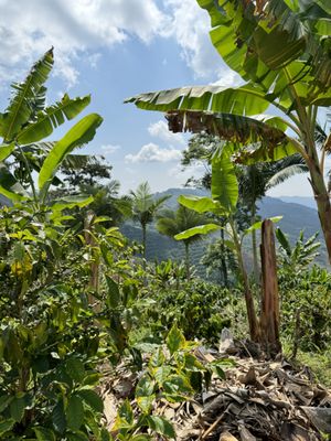 Colombian coffee farm views