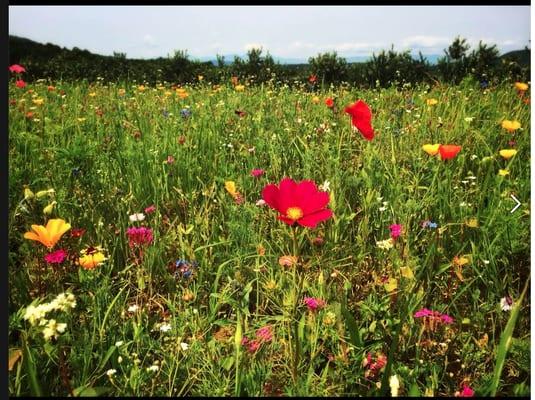 Wildflowers