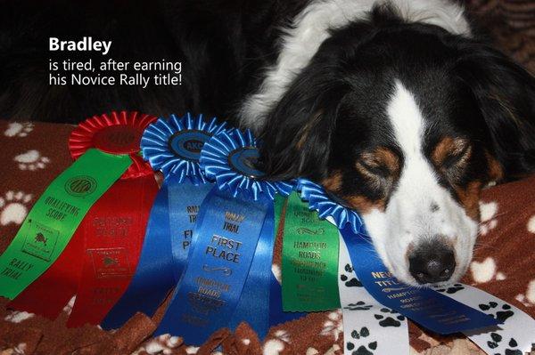 Bradley...one of many Playful Pups who has gone on to earn titles and ribbons!