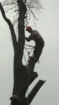 Safe tree removal.