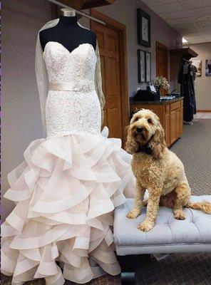 Today our dapper doodle is with a gorgeous gown from @morileeofficial with accessories from @gisellebridal!