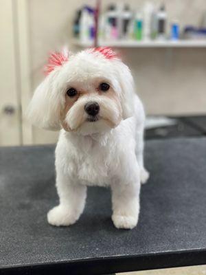 Bubbles & Bows Pet Grooming Salon