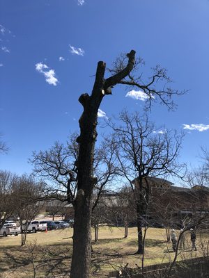 Crew removing a large oak at a city library.