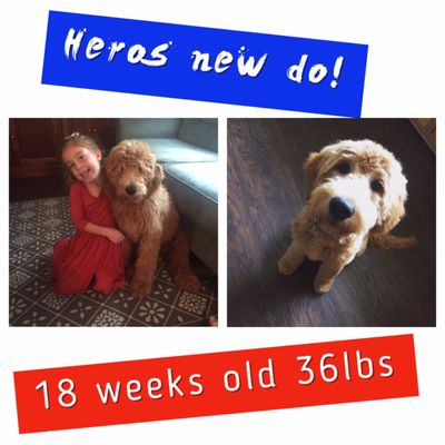 Hero'a first haircut went wonderfully! Loved the people, price and my dog is happy too!! Hero the goldendoodle looks like a puppy again!