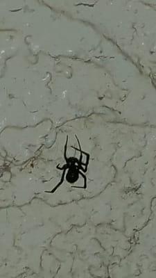 Black Widow On Move In day