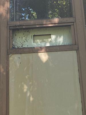 Hornets nest at office building after treatment and removal by Lead Technician Shawn.