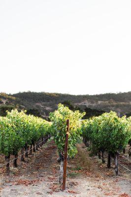 Stunning vineyard views during wine tasting