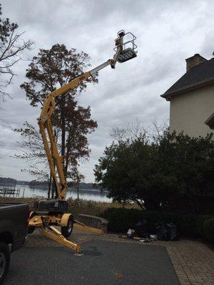 Yellowjackets in a chimney.